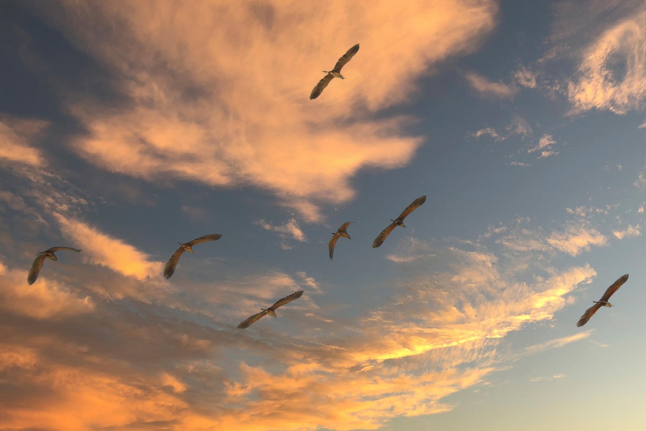migratory birds, sky, clouds, migration, flying, sunset, nature, sky, sky, sky, sky, sky, migration, migration, migratio