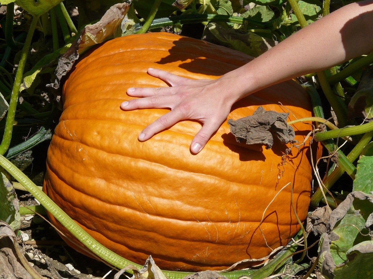pumpkin, giant pumpkin, cucurbita maxima, pumpkin plant, cucurbitaceae, fruit, cultivation, breed, orange, big, gigantic